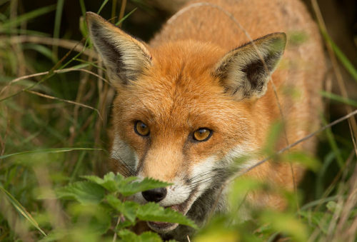 phototoartguy:
“The Fox by Robertoboy on Flickr.
”