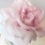 lilieslace