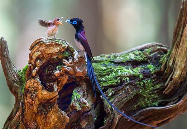 awwww-cute:  Rare!! Blue Flycatcher (Female)