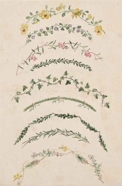 Johann Knapp (1778–1833)A sheet of botanical studies of ivy and other trailing wild flowers