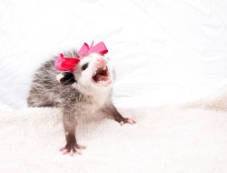 possumoftheday:  Today’s Possum of the Day has been brought to you by: A primadonna girl!