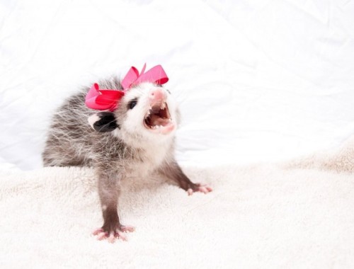 possumoftheday: Today’s Possum of the Day has been brought to you by: A primadonna girl!