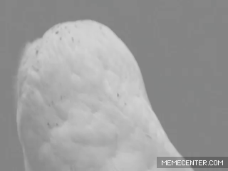 GIF TV