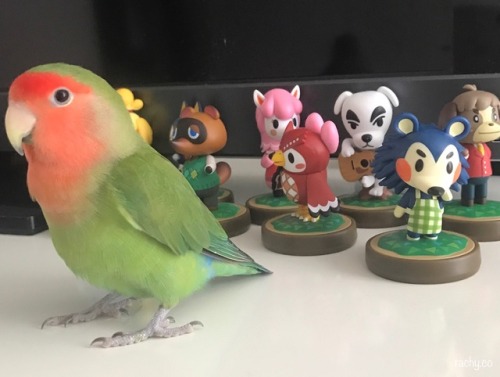 indy is my favorite amiibo