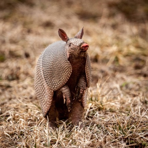 It has been a cold winter for this nine-banded Armadillo. Certainly not a subject that I expected to