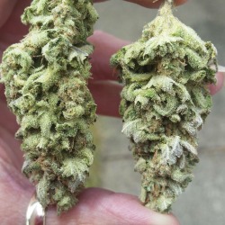 thebudtendersociety:  Jack Herer sent in by our BUDdy Nina  Email your dankest Nugs to get posted  Http://budtendersociety.com