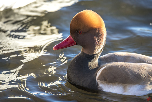 crowbirding: Red-Crested Pochard! Beautiful duck!