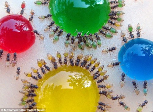 Ants drinking colored liquid