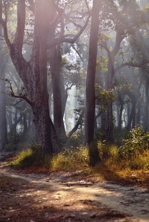 Porn photo darkface:  (via 500px / Morning light by