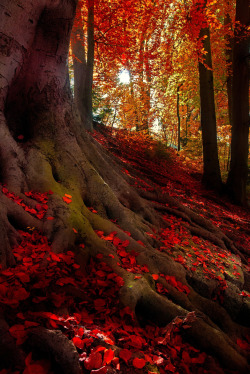 wowtastic-nature:  💙 autumn light on 500px by hannes cmarits, Munich, Germany☀  NIKON D80-f/7.1-1/30s-18mm-iso100, 2592✱3872px-rating:96.0