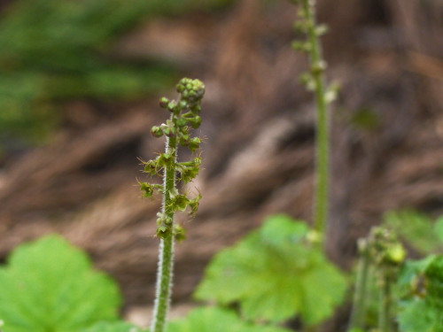 Delicate structures of green flowers; Mitella koshiensis   コシノチャルメルソウ