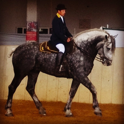 all-the-horses: Pay Per View (AKA High Calibre Pay Per View) By Pleasant View King Percheron, Stallion 19hh Born 2007 