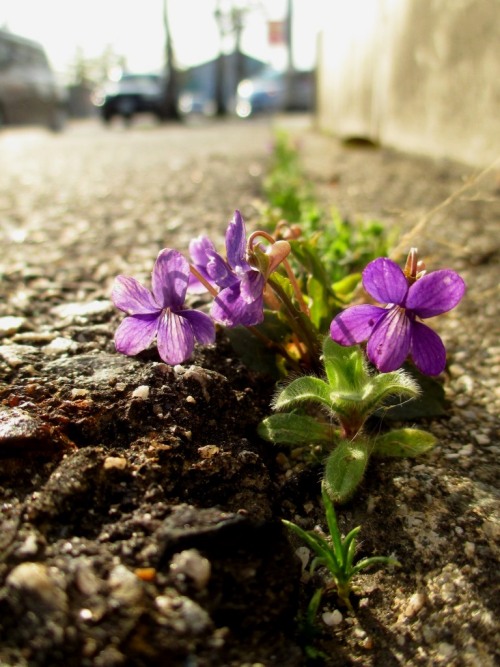 Little little violet which blooms from the crevice between asphalt road. 