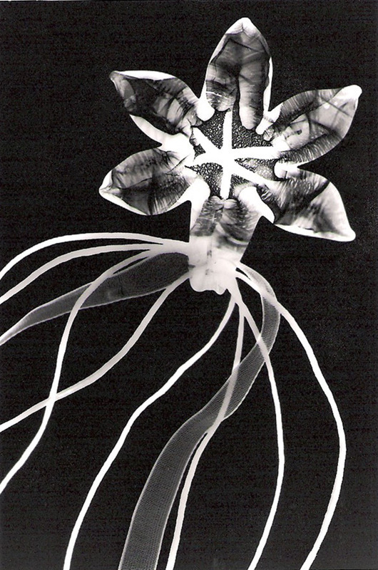 gacougnol:  Man Ray Rayograph - Water Lily nd 