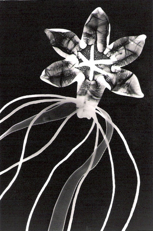 Porn photo gacougnol:  Man Ray Rayograph - Water Lily