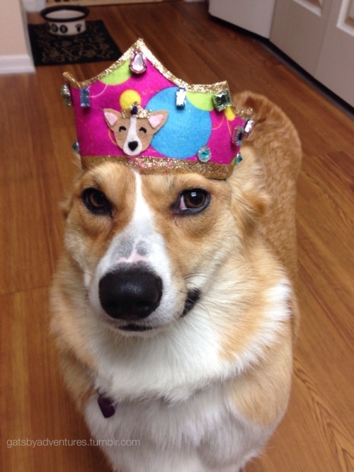 emmathebean:  gatsbyadventures:So a couple Corgi Ladies and I were talking about