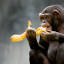 bananadotcom