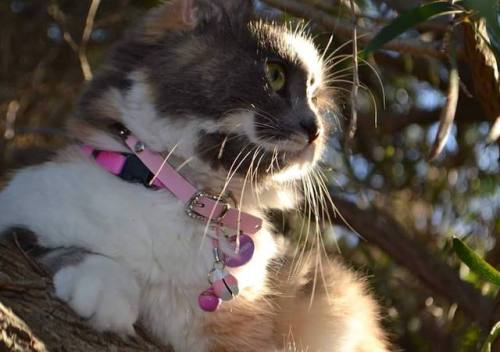 Sora - - - - - #Sora #adventuretime #catadventures #outsidecat #outdoors #LittleCat #BabyBaby #Cute 