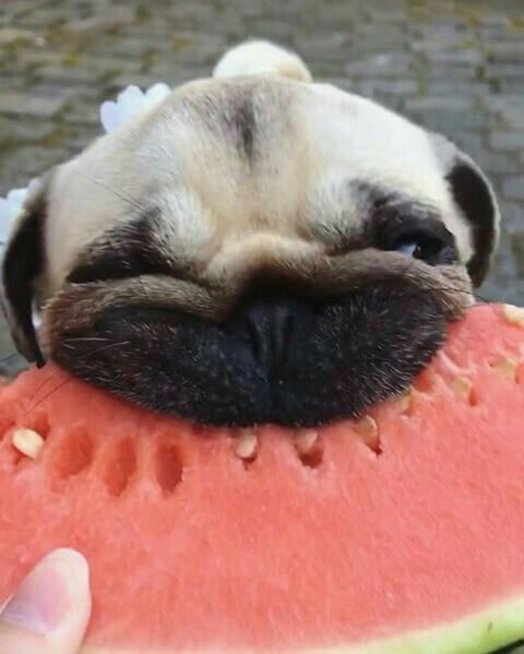 cute-puppies-for-all:  When you say you can only have 1 bite!!!