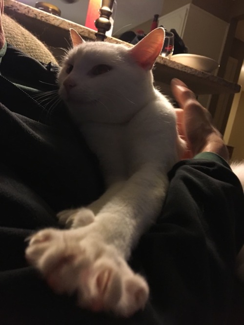 softcats: softcats: Male White Cat Found Hagerstown, Maryland. My stepmom found him at work. He&rsqu