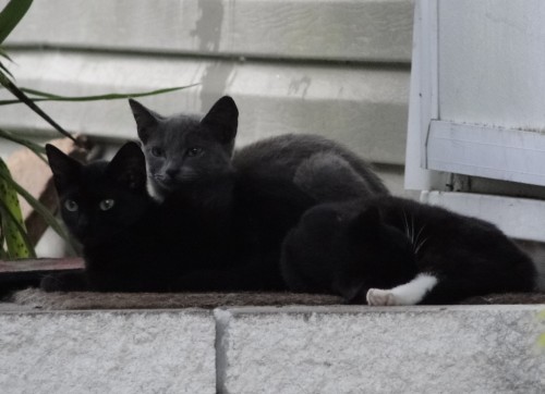 Happy Caturday from random neighborhood kitties! submitted by @kindnessiseternal