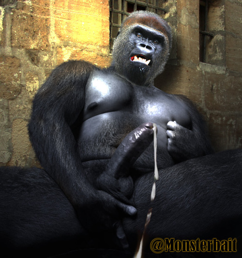 Female Gorilla Pussy Photos