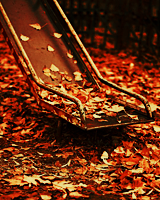 Batdetectives:  Hello, Autumn »  Fall Foliage 