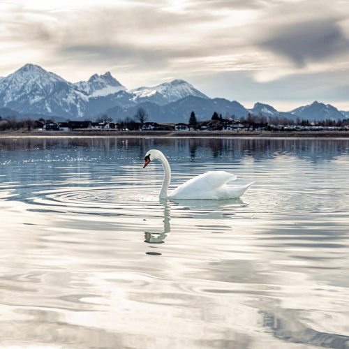 Der Forggensee im Allgäu © @franklauerWir wünschen euch einen schönen Sonntag! #bayernliebe #lake