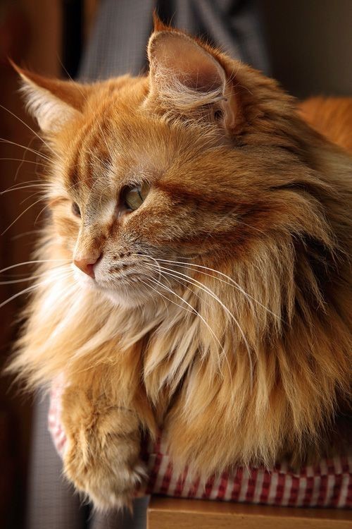 lomg hair orange tabby kitten lomg hair orange tabby kitten