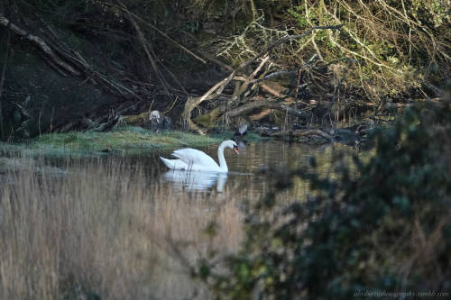 Swan on the Salt Marsh at Saltram UK