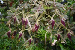 orchid-a-day:  Epidendrum escobarianum August