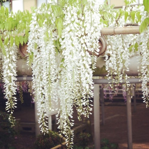 #kissyouji #wisteria #kitakyuusyuu #lovejapan 吉祥寺の藤棚