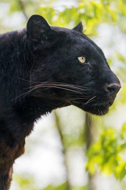 redwingjohnny:  Profile of Blacky by Tambako the Jaguar on Flickr. 