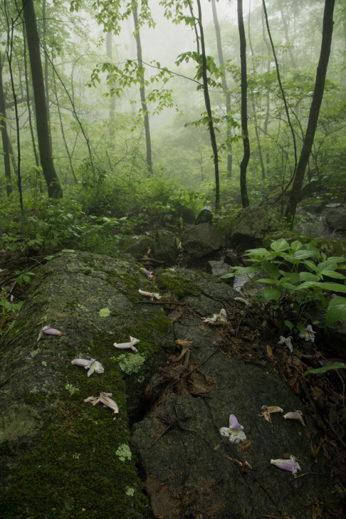 Fallen forest flowers by Heather Cormons