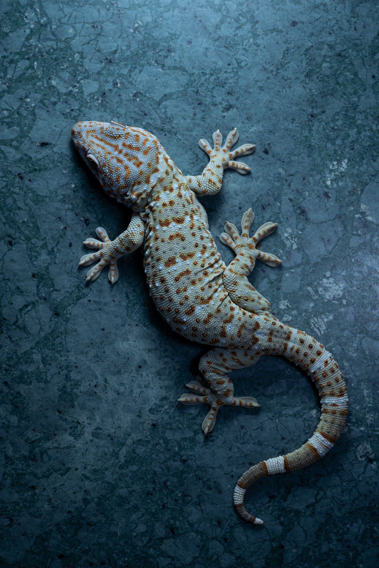 Gekko Reevesii Tumblr Posts Tumbral Com Gekko Reevesii Tumblr Posts Tumbral Com
