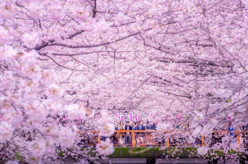 landscape-photo-graphy: Inokashira Park Lake in Tokyo Becomes A River Of Pink Cherry Blossoms The s