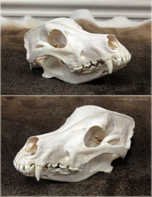 The skull of a german shepherd &amp; wolf hybrid, brought to me by its owners after it passed aw