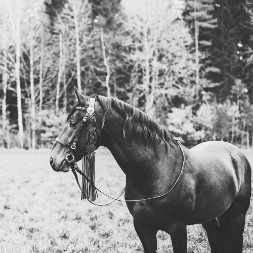horseandotherness: The beautiful approved lipizzaner stallion Conversano Cavatina  Photoshoot in col