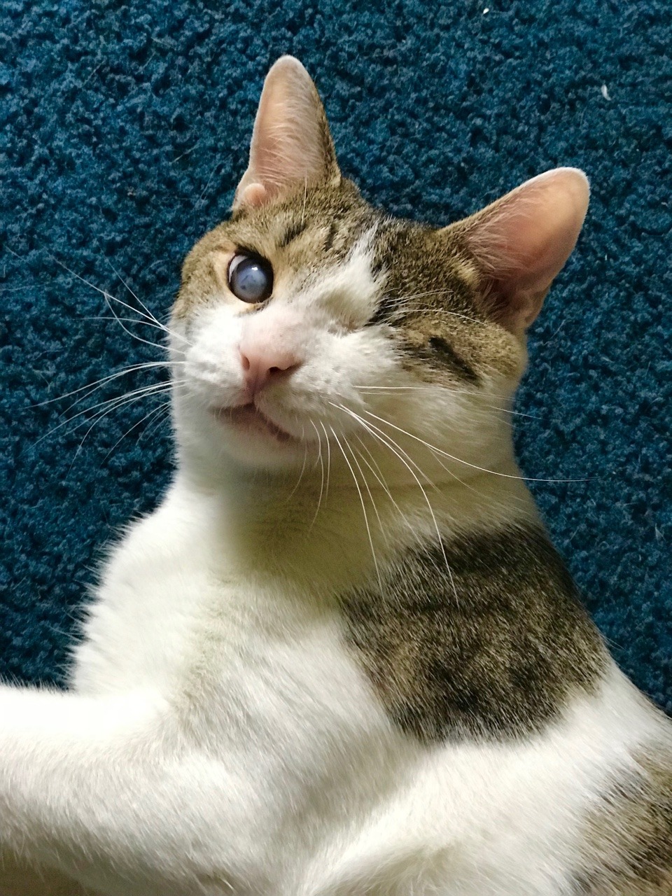 marshmallowmaximus:  ‪One year ago today we found you abused and abandoned on the