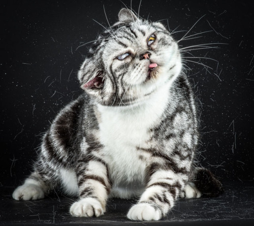 cornerof5thandvermouth:tht1chck:bobbycaputo:Portraits of Cats Shaking Themselves Clean Photographed 