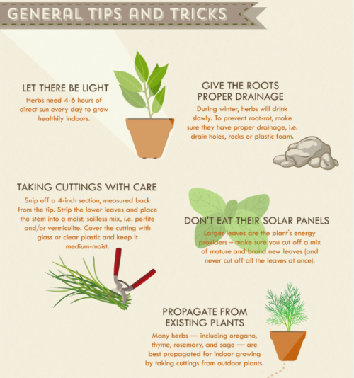 The Herb Growing Cheat Sheet [Infographics]Now we’ve entered spring and the sun is starting to