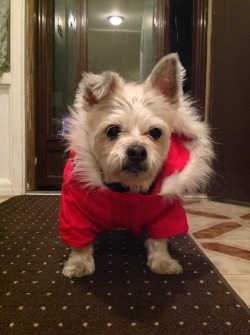 handsomedogs:  Missy the lhaso apso/cairn