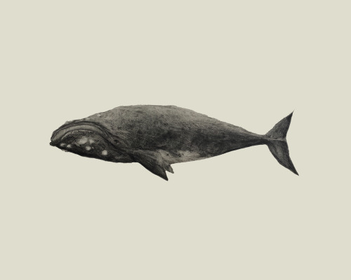 North Atlantic Right Whale - Pencil Jennifer Hui, 2015