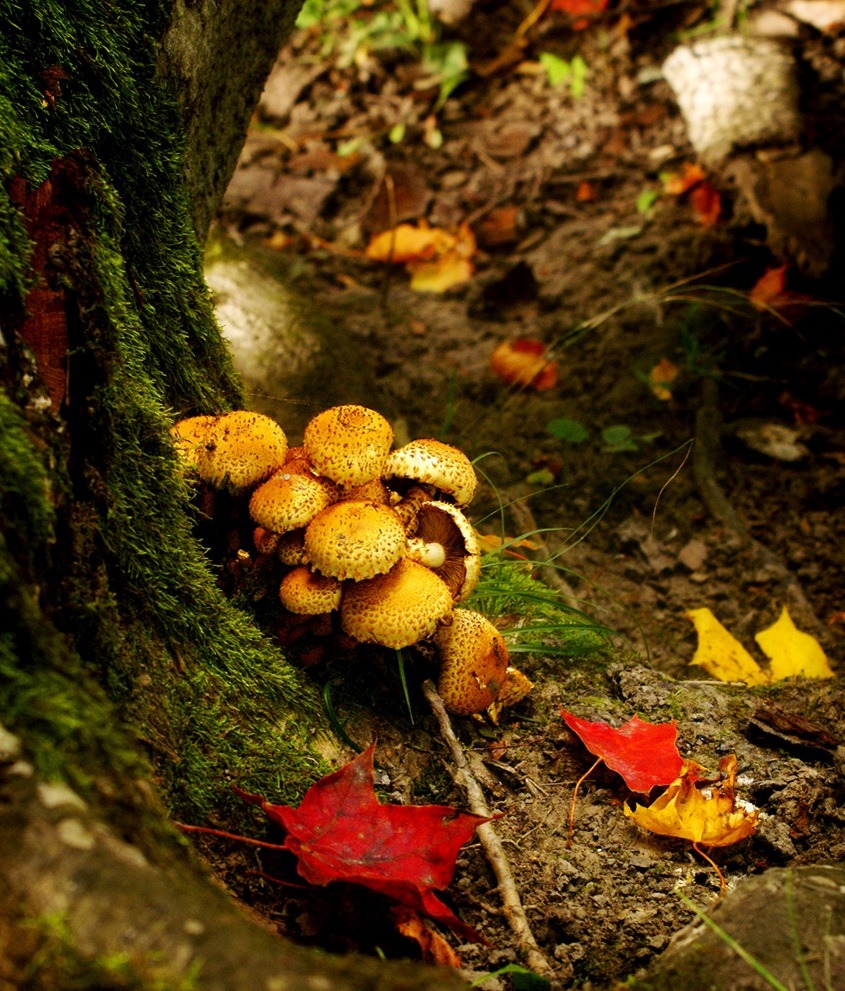 Autumn bounty