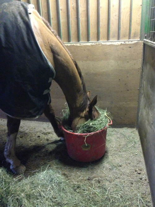 shithorsessay:  hello yes am gus here for grain will ostrich for grain