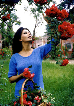 missgilda:  Sophia Loren picking roses in