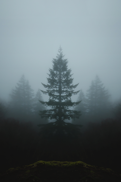 luxuryera:  Mirrored Tree | Photographer