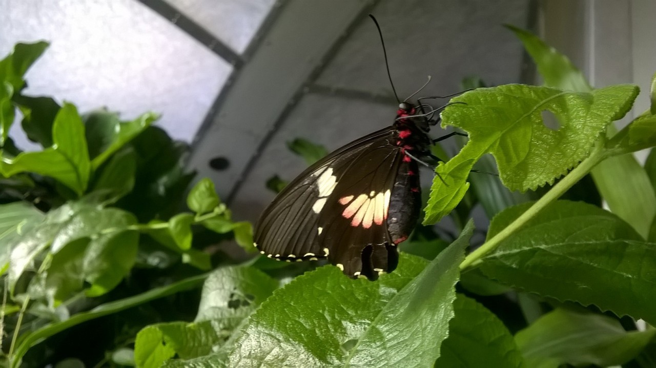 I had a blast at the Natural History Museum today. The Live Butterfly Exhibit was