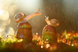 thezooblog:  Snails in the Rain. 