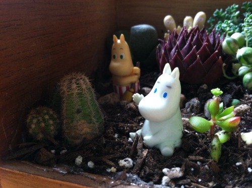 whitecatbite:  Oliver made me a moomin garden out of an old cigar box 